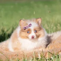 Margo AKC, a female Pomeranian for sale in Warsaw, IN – 3 of 7
