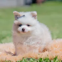 fizzle, a male Pomeranian for sale in Warsaw, IN – 4 of 6