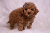 Bravo, a male Maltipoo for sale in Warsaw, IN – 2 of 8