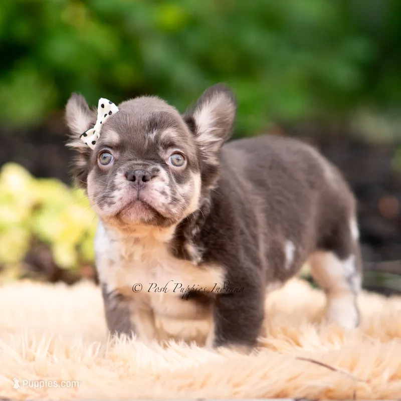 Princess Leia AKC – French Bulldog puppy for sale in Warsaw, IN