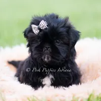 Teddy Bear AKC, a male Shih Tzu for sale in Warsaw, IN – 5 of 5