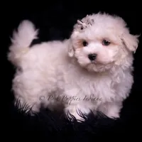 Tiny Dink, a male Maltese for sale in Warsaw, IN – 2 of 7