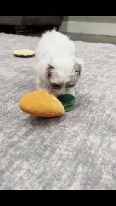 hufflepuff, a male Maltipoo for sale in Warsaw, IN – 9 of 9