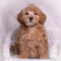 Tiana, a female Maltipoo for sale in Warsaw, IN – 3 of 6