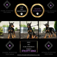AKC Euro Zoey Del Nasi Lines, a female Doberman Pinscher for sale in Warsaw, IN – Photo 4 of 6