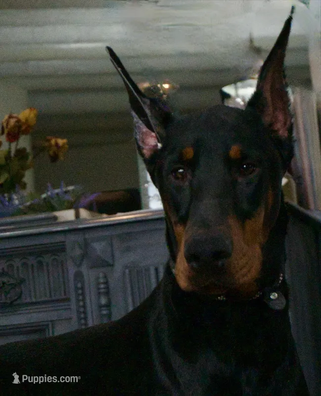 AKC Euro Zoey Del Nasi Lines – Doberman Pinscher puppy for sale in Warsaw, IN