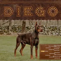 AKC Euro Zoey Del Nasi Lines, a female Doberman Pinscher for sale in Warsaw, IN – Photo 5 of 6