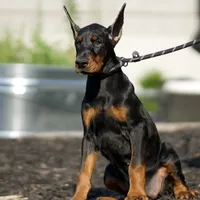 AKC Euro Zoey Del Nasi Lines, a female Doberman Pinscher for sale in Warsaw, IN – Photo 2 of 6
