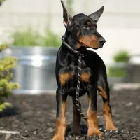 AKC Euro Zoey Del Nasi Lines, a female Doberman Pinscher for sale in Warsaw, IN – Photo 3 of 6