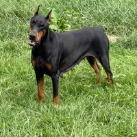 AKC Euro Zoey Del Nasi Lines, a female Doberman Pinscher for sale in Warsaw, IN – Photo 6 of 6