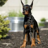 AKC Euro Zoey Del Nasi Lines, a female Doberman Pinscher for sale in Warsaw, IN – Photo 1 of 6