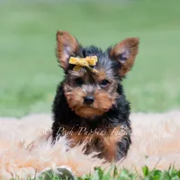 Copper, a male Yorkshire Terrier for sale in Warsaw, IN – 3 of 6
