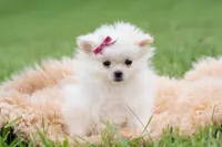 Twinkle pop AKC, a female Pomeranian for sale in Warsaw, IN – 2 of 6