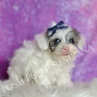 hufflepuff, a male Maltipoo for sale in Warsaw, IN – 6 of 9
