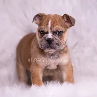 Bruiser AKC, a male English Bulldog for sale in Warsaw, IN – 8 of 8