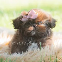 clementine, a female Shih Tzu for sale in Warsaw, IN – 4 of 6