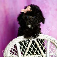 Dee dee, a female Poodle - Toy  for sale in Warsaw, IN – 3 of 8