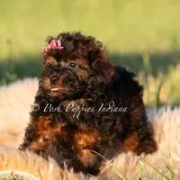 Buttercup AKC, a female Poodle - Toy  for sale in Warsaw, IN – 4 of 6