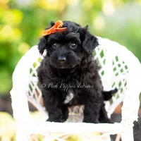 Gus Gus, a male Yorkshire Terrier and Poodle - Toy  for sale in Warsaw, IN – 2 of 6