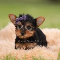 Candy, a female Yorkshire Terrier for sale in Warsaw, IN – 2 of 5