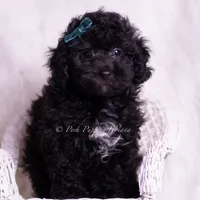 lemonheart, a female Poodle - Toy  for sale in Warsaw, IN – 5 of 7