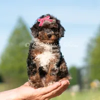 Nova AKC, a female Poodle - Toy  for sale in Warsaw, IN – 5 of 6