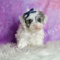 hufflepuff, a male Maltipoo for sale in Warsaw, IN – 3 of 9