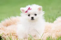 Twinkle pop AKC, a female Pomeranian for sale in Warsaw, IN – 1 of 6