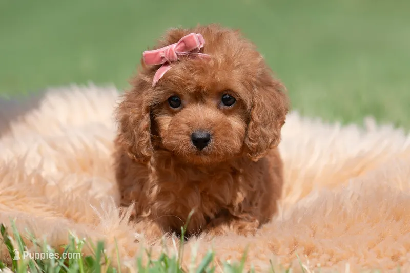 Cupcake F1 – Maltipoo puppy for sale in Warsaw, IN