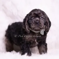 Jive AKC, a male Cocker Spaniel for sale in Warsaw, IN – Photo 2 of 5