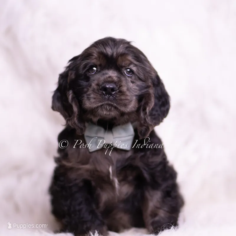 Jive AKC – Cocker Spaniel puppy for sale in Warsaw, IN