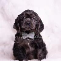Jive AKC, a male Cocker Spaniel for sale in Warsaw, IN – Photo 1 of 5