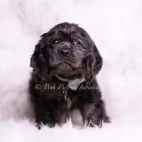 Jive AKC, a male Cocker Spaniel for sale in Warsaw, IN – Photo 3 of 5