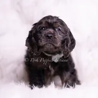Jive AKC, a male Cocker Spaniel for sale in Warsaw, IN – Photo 4 of 5