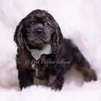 Jive AKC, a male Cocker Spaniel for sale in Warsaw, IN – Photo 5 of 5