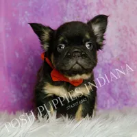 Rolls Royce AKC, a male French Bulldog for sale in Warsaw, IN – Photo 2 of 6