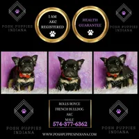 Rolls Royce AKC, a male French Bulldog for sale in Warsaw, IN – Photo 6 of 6