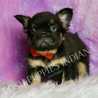 Rolls Royce AKC, a male French Bulldog for sale in Warsaw, IN – Photo 4 of 6