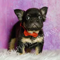 Rolls Royce AKC, a male French Bulldog for sale in Warsaw, IN – Photo 3 of 6