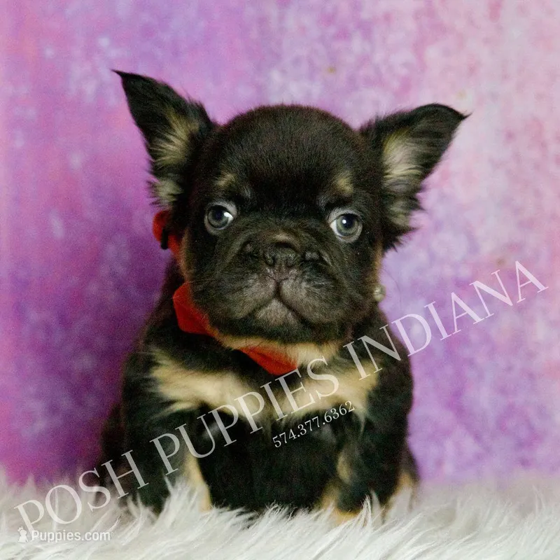 Rolls Royce AKC – French Bulldog puppy for sale in Warsaw, IN