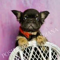 Rolls Royce AKC, a male French Bulldog for sale in Warsaw, IN – Photo 5 of 6