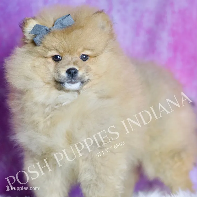 Rocky – Pomeranian puppy for sale in Warsaw, IN