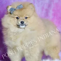 Rocky, a male Pomeranian for sale in Warsaw, IN – 1 of 6