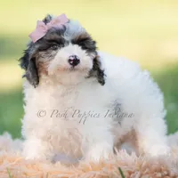 Vivi, a female Miniature Goldendoodle for sale in Warsaw, IN – 5 of 6