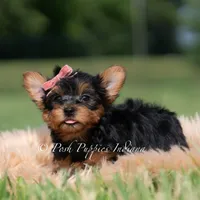 Maple, a female Yorkshire Terrier for sale in Warsaw, IN – 4 of 8