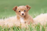 Honeybee, a female Chihuahua for sale in Warsaw, IN – 4 of 6