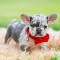 Dumbo AKC, a female French Bulldog for sale in Warsaw, IN – 5 of 6