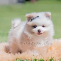 fizzle, a male Pomeranian for sale in Warsaw, IN – 1 of 6