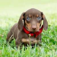 Hawtdog AKC, a male Miniature Dachshund for sale in Warsaw, IN – 5 of 6