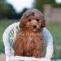 Churro, a male Maltipoo for sale in Warsaw, IN – 5 of 6